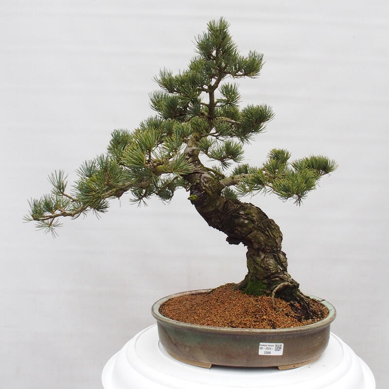 Kültéri bonsai - Pinus parviflora - Pinus parviflora
