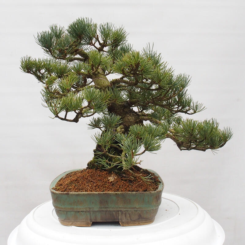 Kültéri bonsai - Pinus parviflora - Pinus parviflora