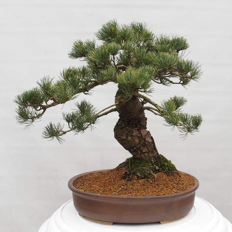Kültéri bonsai - Pinus parviflora - Pinus parviflora