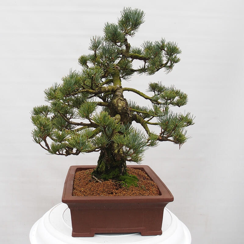 Kültéri bonsai - Pinus parviflora - Pinus parviflora