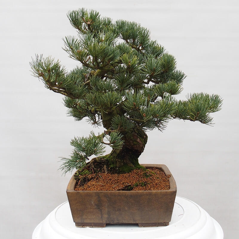 Kültéri bonsai - Pinus parviflora - Pinus parviflora