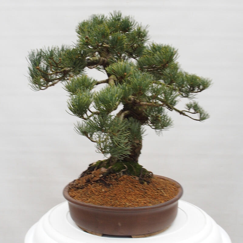 Kültéri bonsai - Pinus parviflora - Pinus parviflora