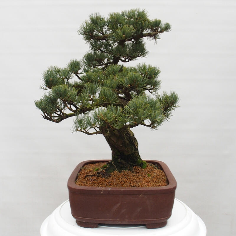 Kültéri bonsai - Pinus parviflora - Pinus parviflora