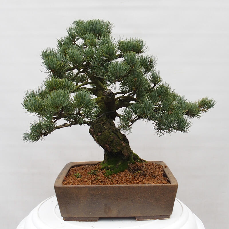 Kültéri bonsai - Pinus parviflora - Pinus parviflora