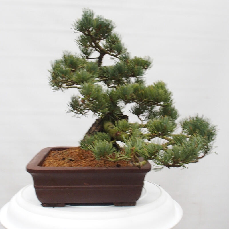 Kültéri bonsai - Pinus parviflora - Pinus parviflora