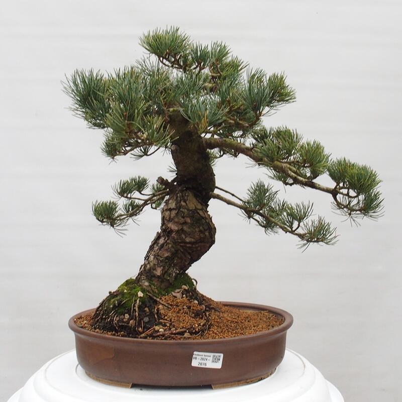 Kültéri bonsai - Pinus parviflora - Pinus parviflora