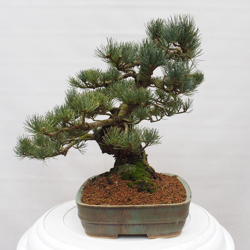 Kültéri bonsai - Pinus parviflora - Pinus parviflora