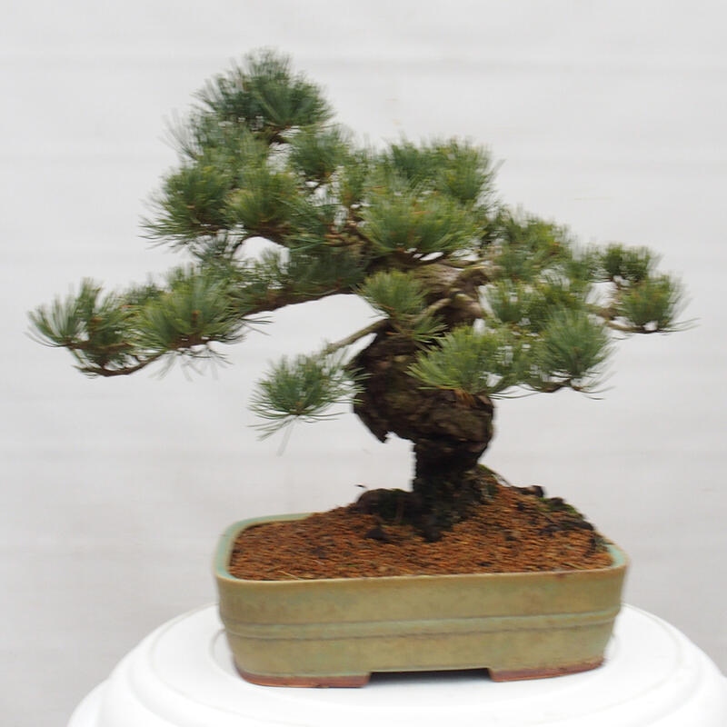 Kültéri bonsai - Pinus parviflora - Pinus parviflora