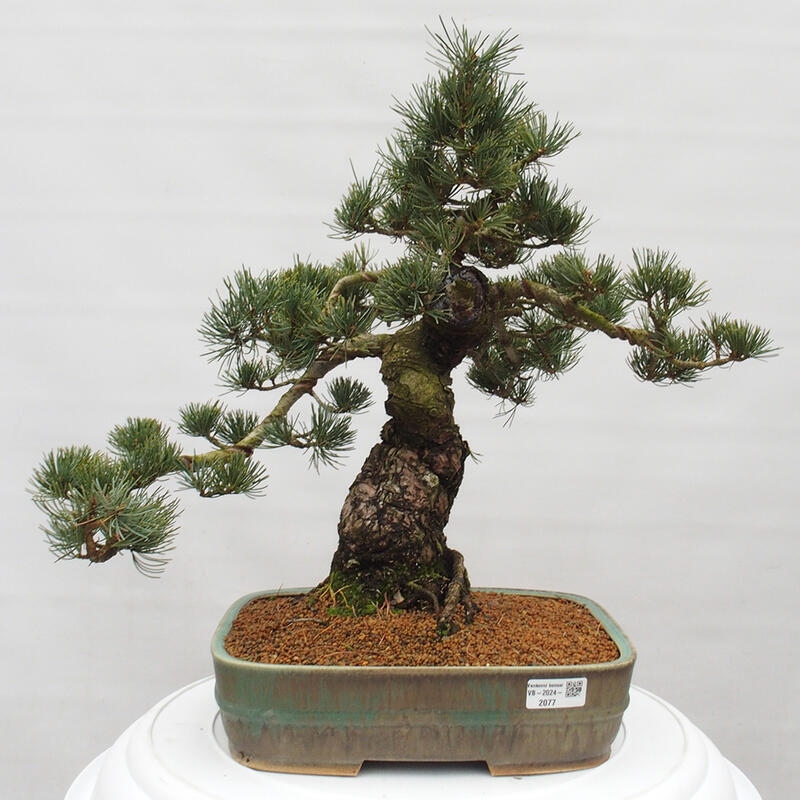 Kültéri bonsai - Pinus parviflora - Pinus parviflora