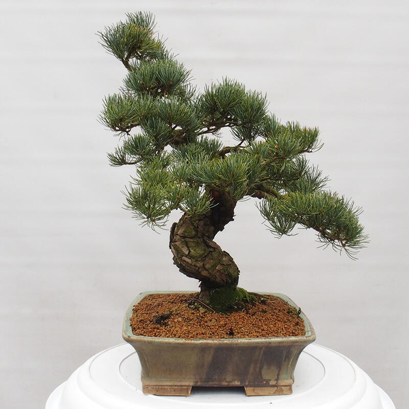 Kültéri bonsai - Pinus parviflora - Pinus parviflora