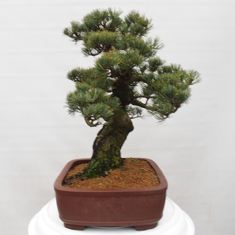 Kültéri bonsai - Pinus parviflora - Pinus parviflora