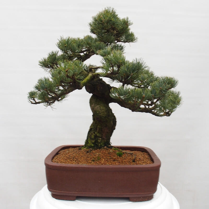 Kültéri bonsai - Pinus parviflora - Pinus parviflora