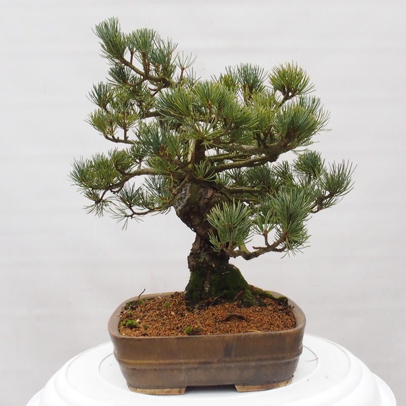 Kültéri bonsai - Pinus parviflora - Pinus parviflora
