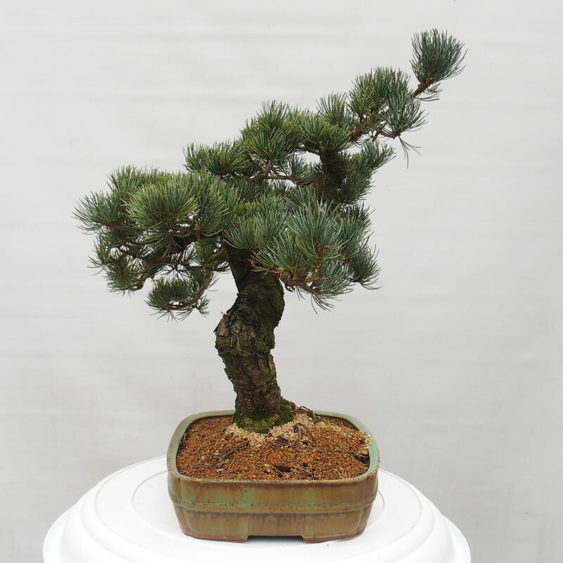 Kültéri bonsai - Pinus parviflora - Pinus parviflora