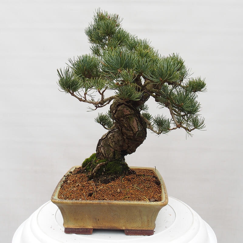 Kültéri bonsai - Pinus parviflora - Pinus parviflora