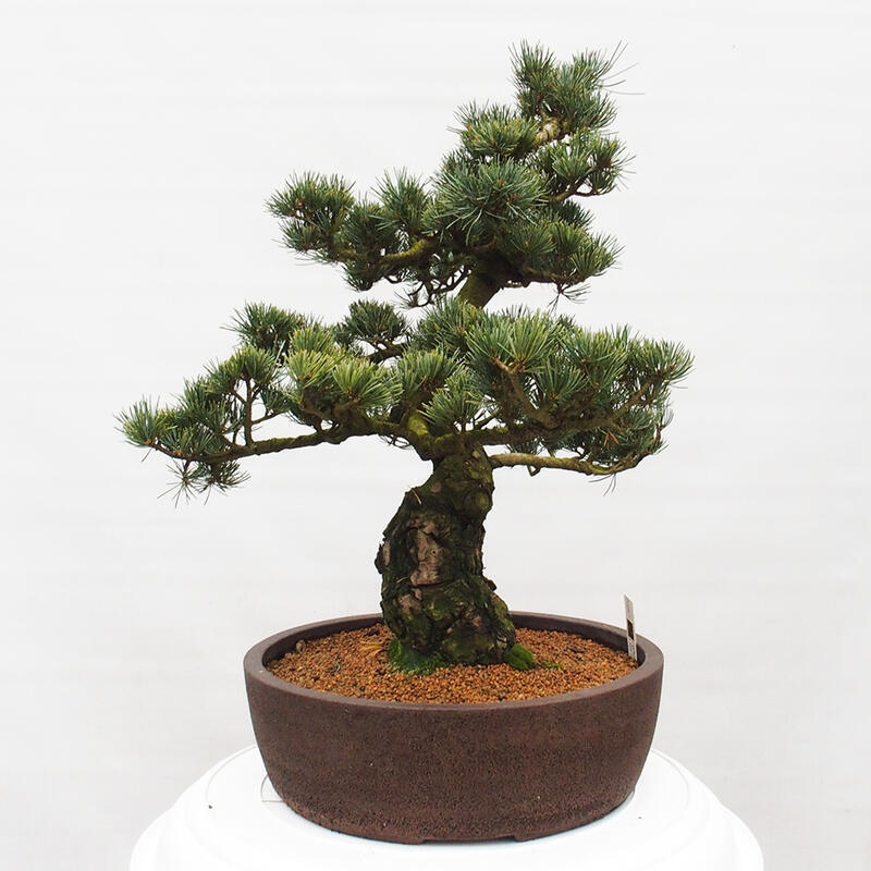Kültéri bonsai - Pinus parviflora - Pinus parviflora