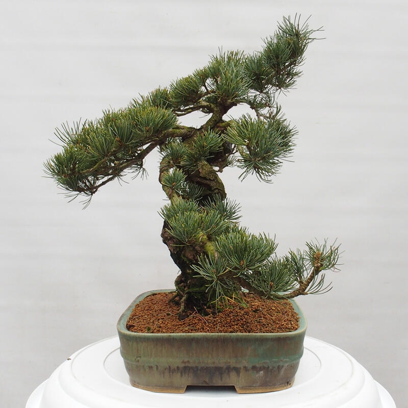 Kültéri bonsai - Pinus parviflora - Pinus parviflora