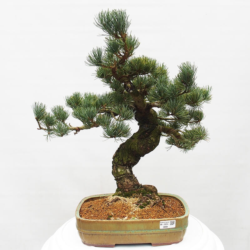 Kültéri bonsai - Pinus parviflora - Pinus parviflora