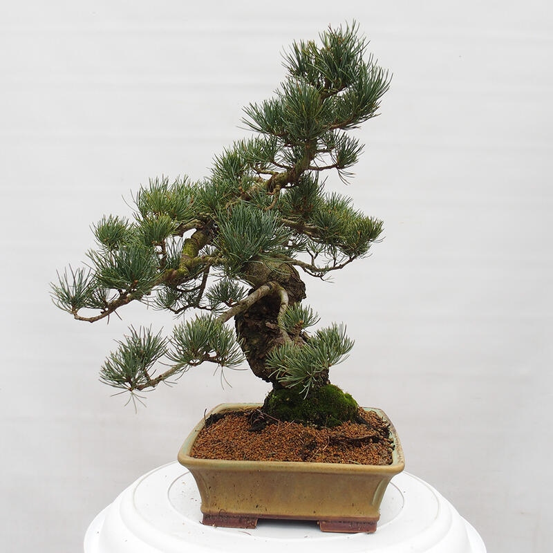 Kültéri bonsai - Pinus parviflora - Pinus parviflora