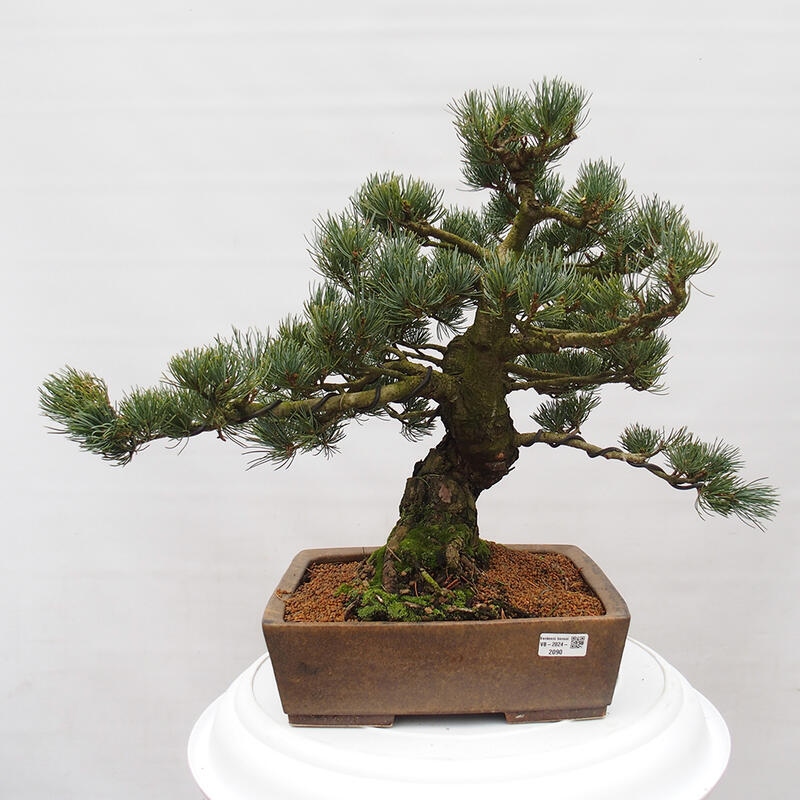 Kültéri bonsai - Pinus parviflora - Pinus parviflora