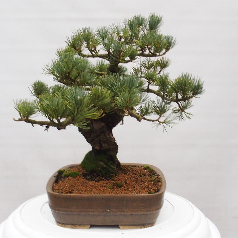 Kültéri bonsai - Pinus parviflora - Pinus parviflora