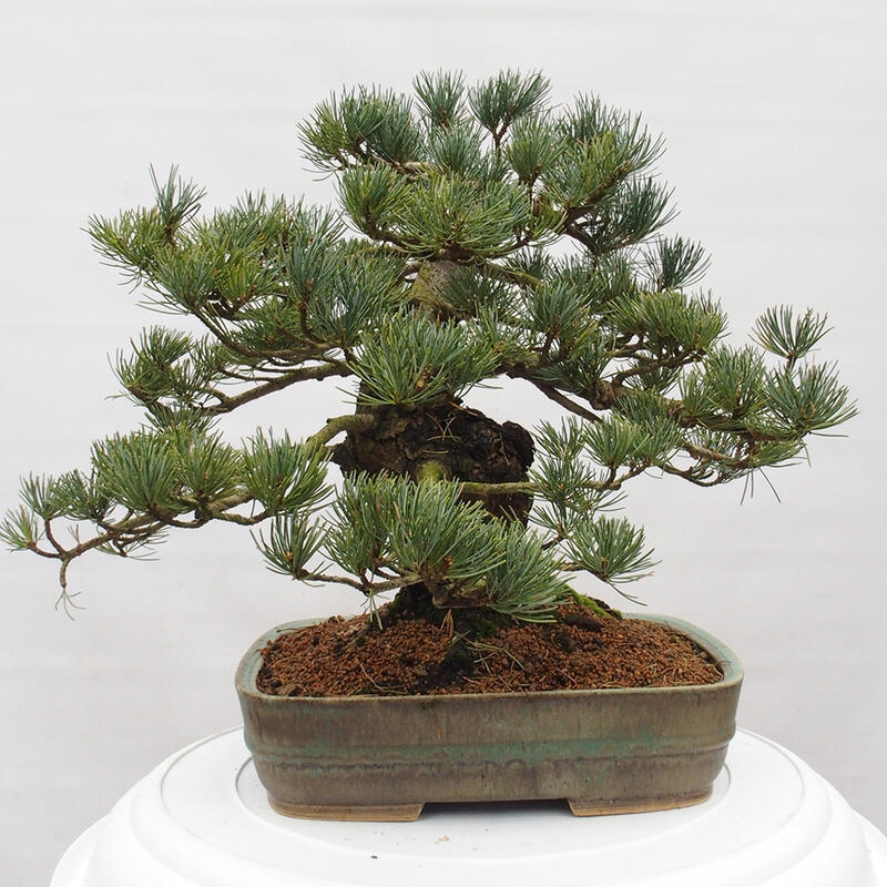 Kültéri bonsai - Pinus parviflora - Pinus parviflora