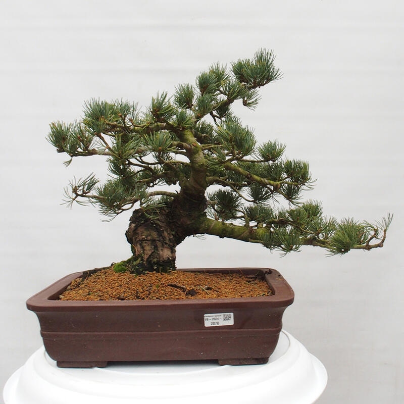 Kültéri bonsai - Pinus parviflora - Pinus parviflora