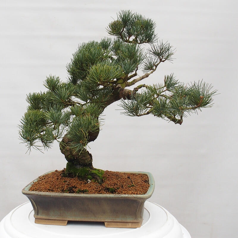 Kültéri bonsai - Pinus parviflora - Pinus parviflora