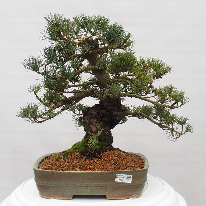Kültéri bonsai - Pinus parviflora - Pinus parviflora
