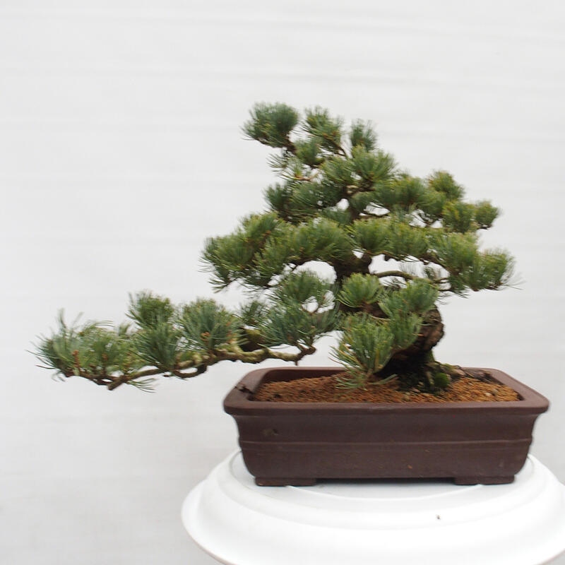 Kültéri bonsai - Pinus parviflora - Pinus parviflora