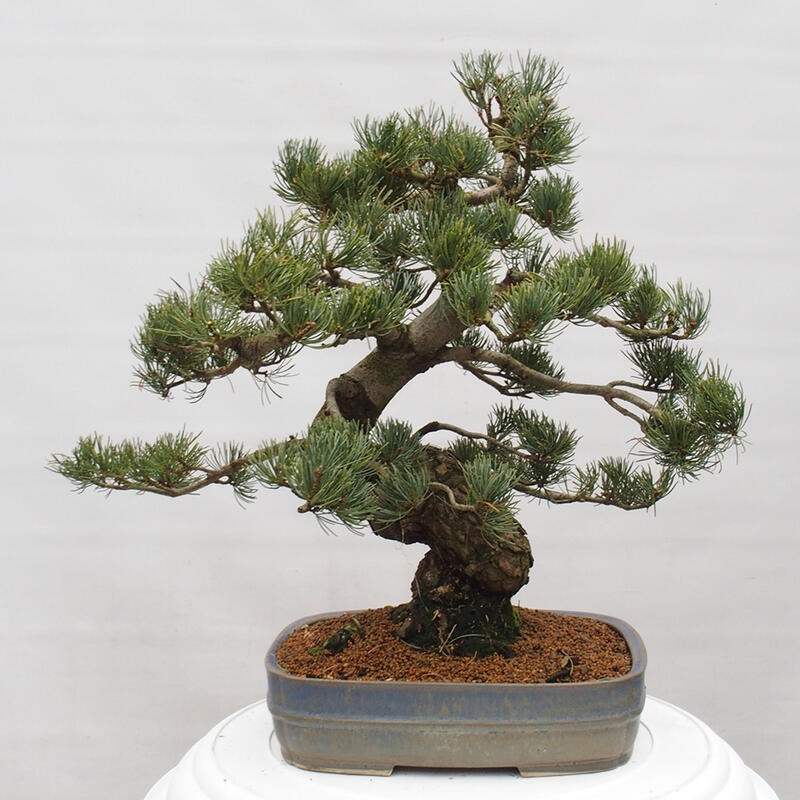 Kültéri bonsai - Pinus parviflora - Pinus parviflora