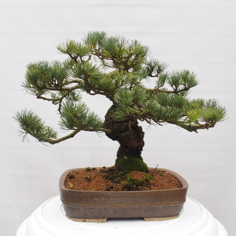 Kültéri bonsai - Pinus parviflora - Pinus parviflora