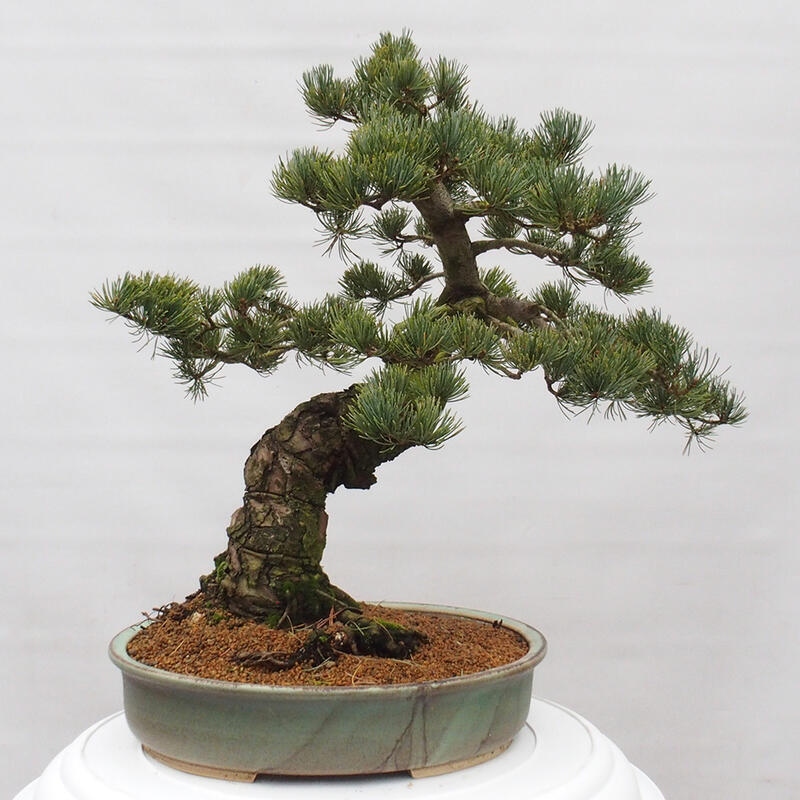 Kültéri bonsai - Pinus parviflora - Pinus parviflora
