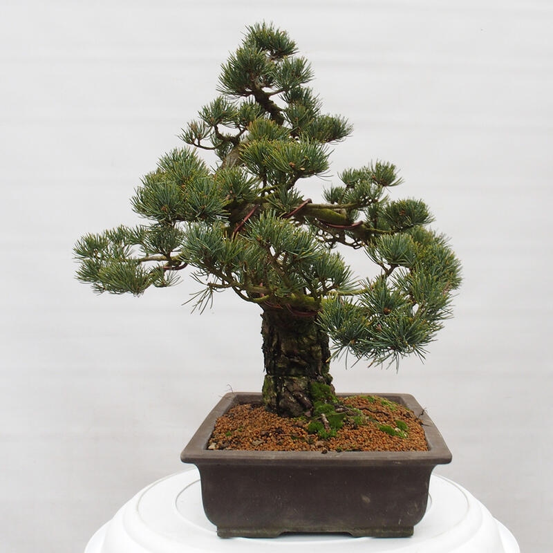 Kültéri bonsai - Pinus parviflora - Pinus parviflora