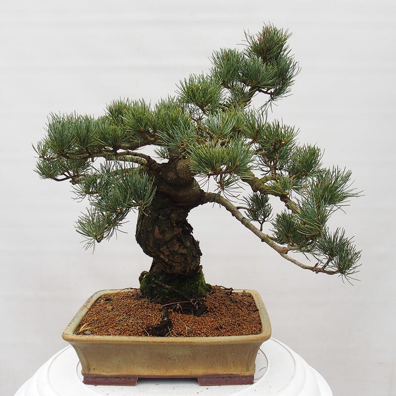 Kültéri bonsai - Pinus parviflora - Pinus parviflora