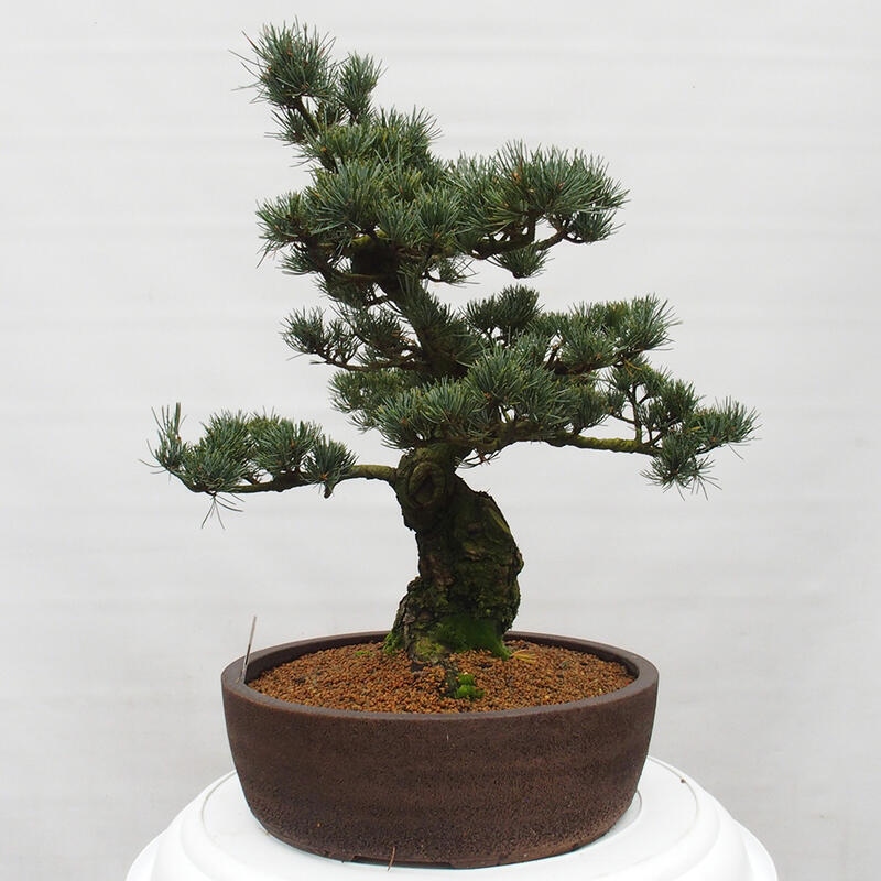 Kültéri bonsai - Pinus parviflora - Pinus parviflora