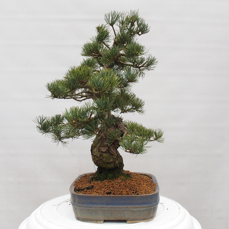 Kültéri bonsai - Pinus parviflora - Pinus parviflora
