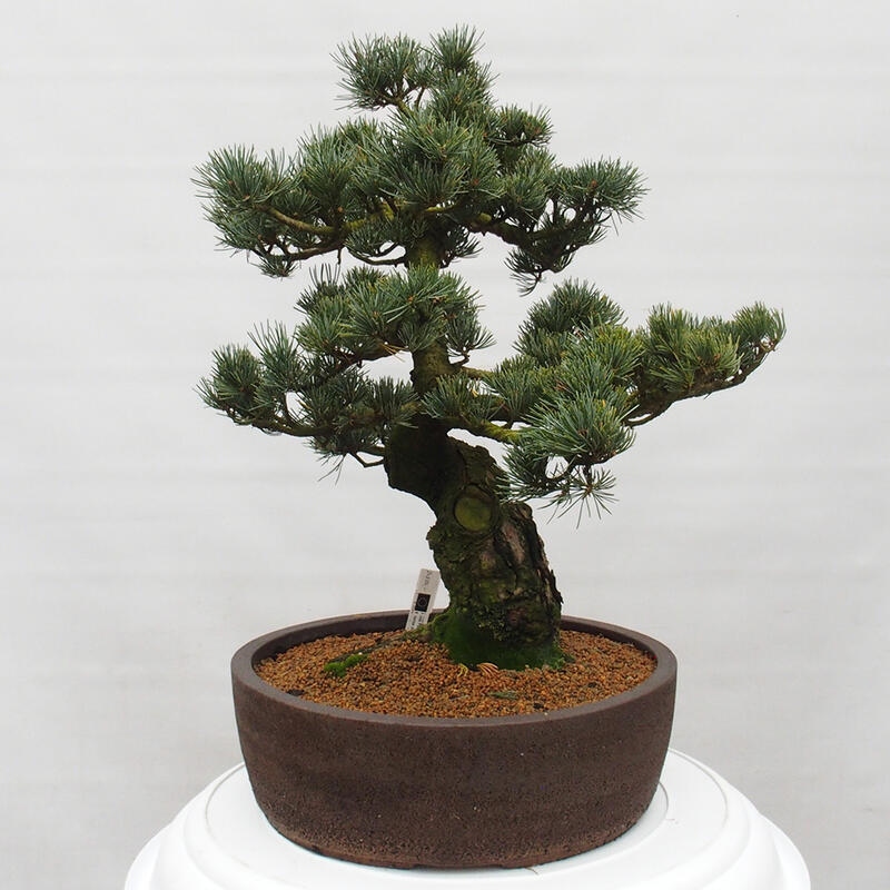 Kültéri bonsai - Pinus parviflora - Pinus parviflora