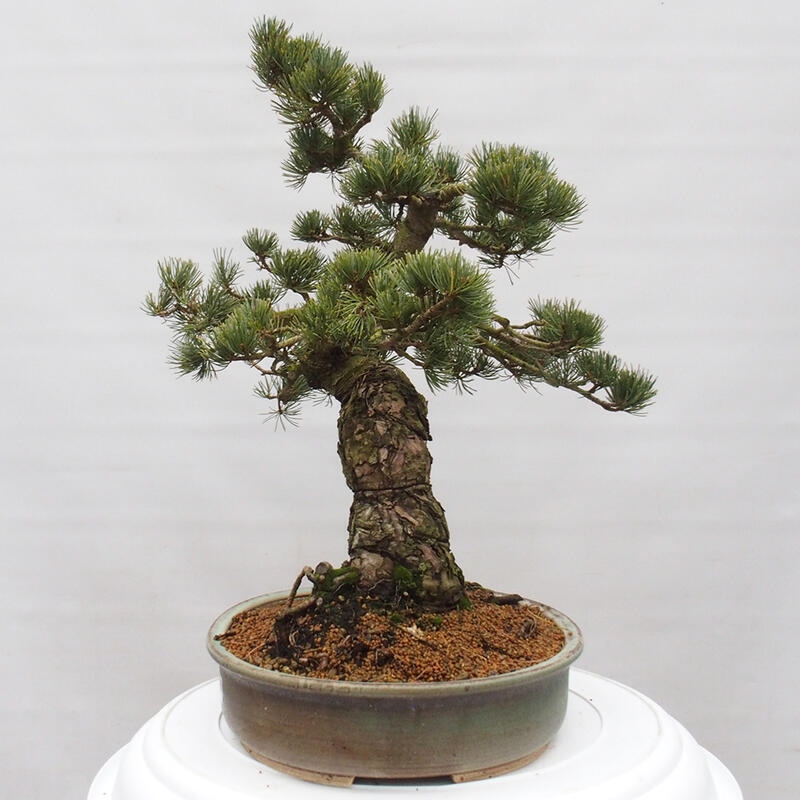 Kültéri bonsai - Pinus parviflora - Pinus parviflora