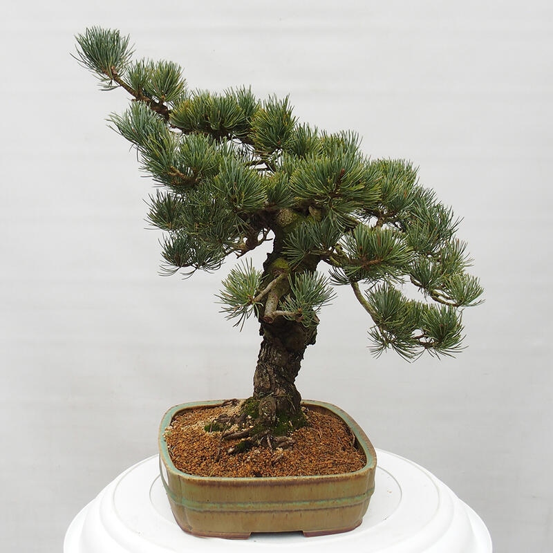Kültéri bonsai - Pinus parviflora - Pinus parviflora