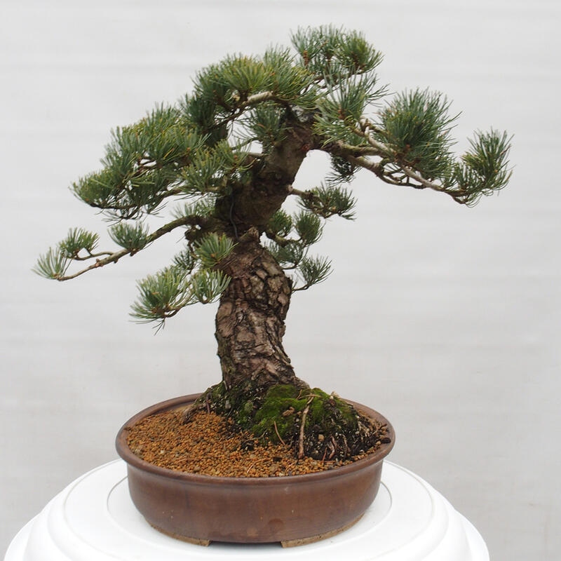 Kültéri bonsai - Pinus parviflora - Pinus parviflora