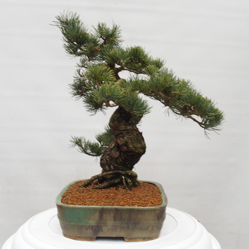 Kültéri bonsai - Pinus parviflora - Pinus parviflora