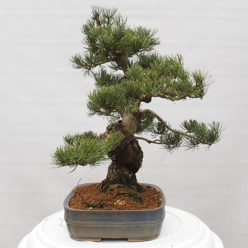 Kültéri bonsai - Pinus parviflora - Pinus parviflora