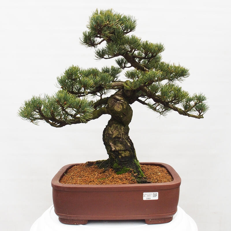 Kültéri bonsai - Pinus parviflora - Pinus parviflora