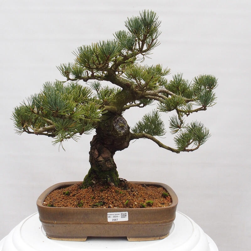 Kültéri bonsai - Pinus parviflora - Pinus parviflora