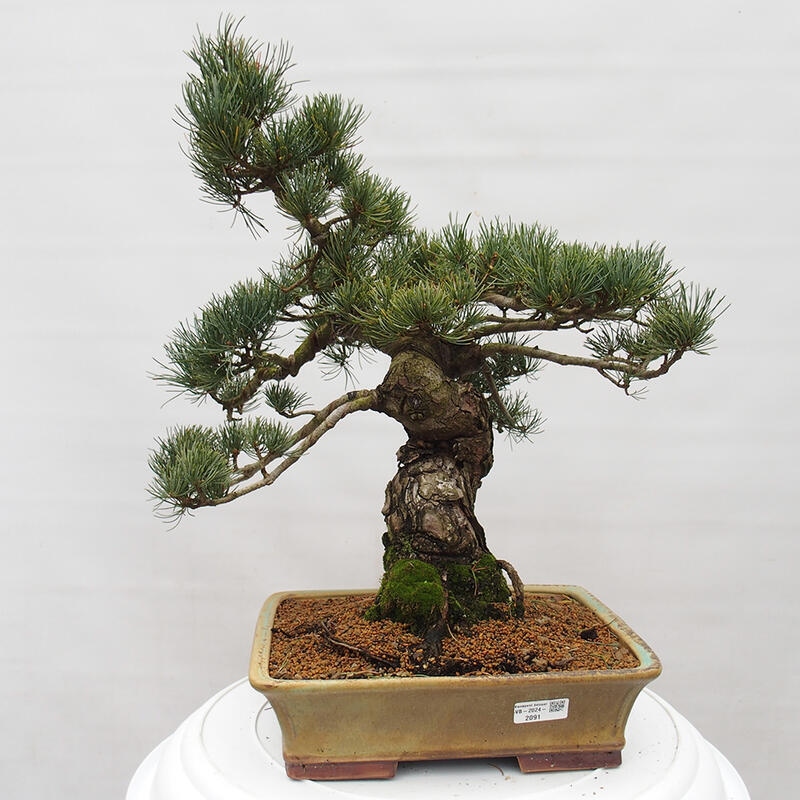 Kültéri bonsai - Pinus parviflora - Pinus parviflora