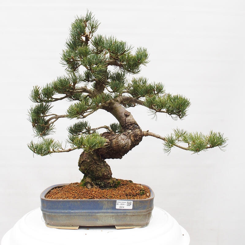 Kültéri bonsai - Pinus parviflora - Pinus parviflora