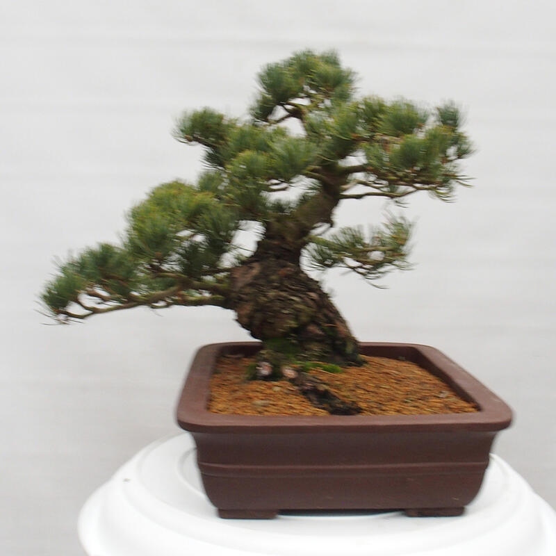 Kültéri bonsai - Pinus parviflora - Pinus parviflora