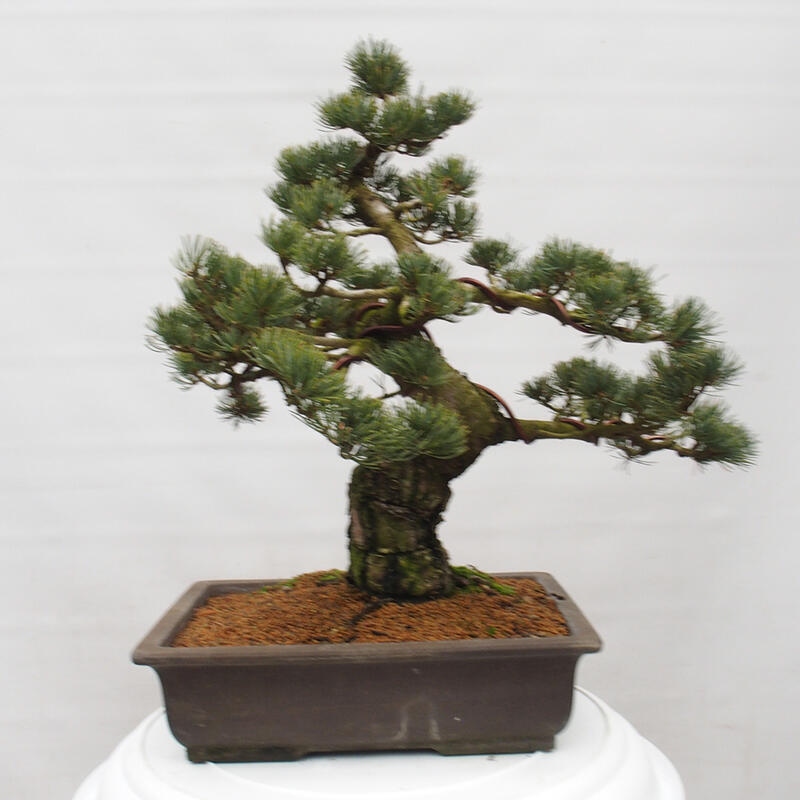 Kültéri bonsai - Pinus parviflora - Pinus parviflora