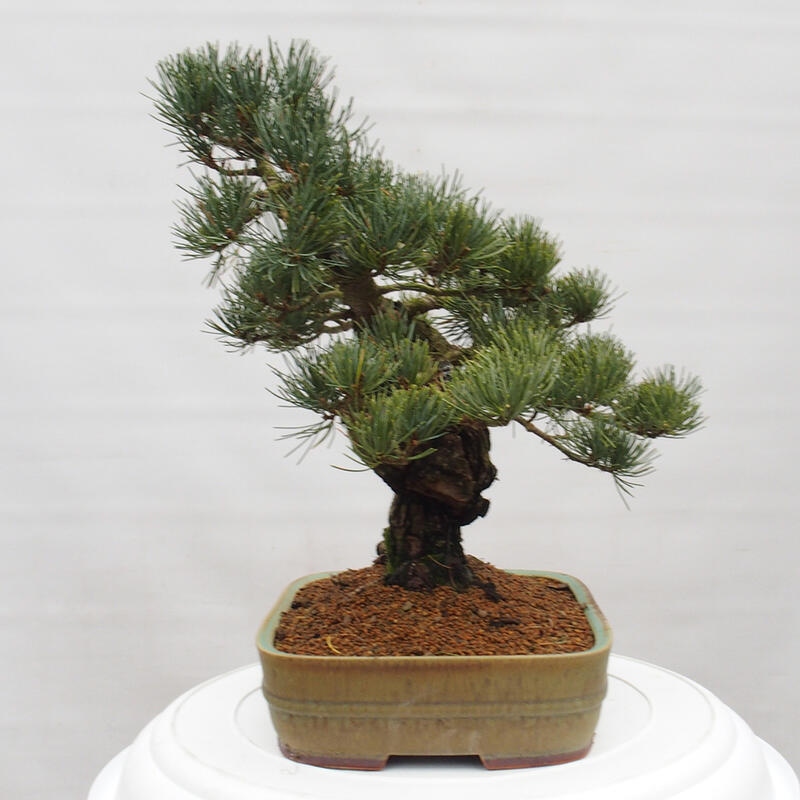 Kültéri bonsai - Pinus parviflora - Pinus parviflora